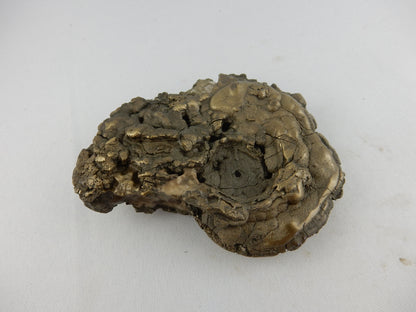 Ammonite BIG Pyrite