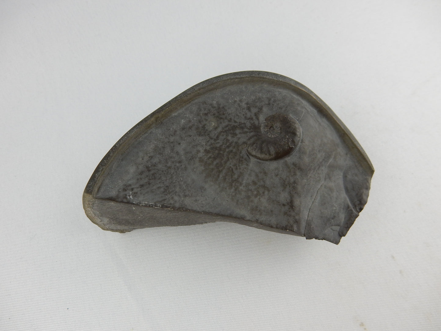 pyritised ammonite in a pyrite "Cannonball" concretion - only from Jurassic Coast UK