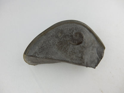 pyritised ammonite in a pyrite "Cannonball" concretion - only from Jurassic Coast UK