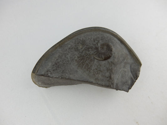 pyritised ammonite in a pyrite "Cannonball" concretion - only from Jurassic Coast UK