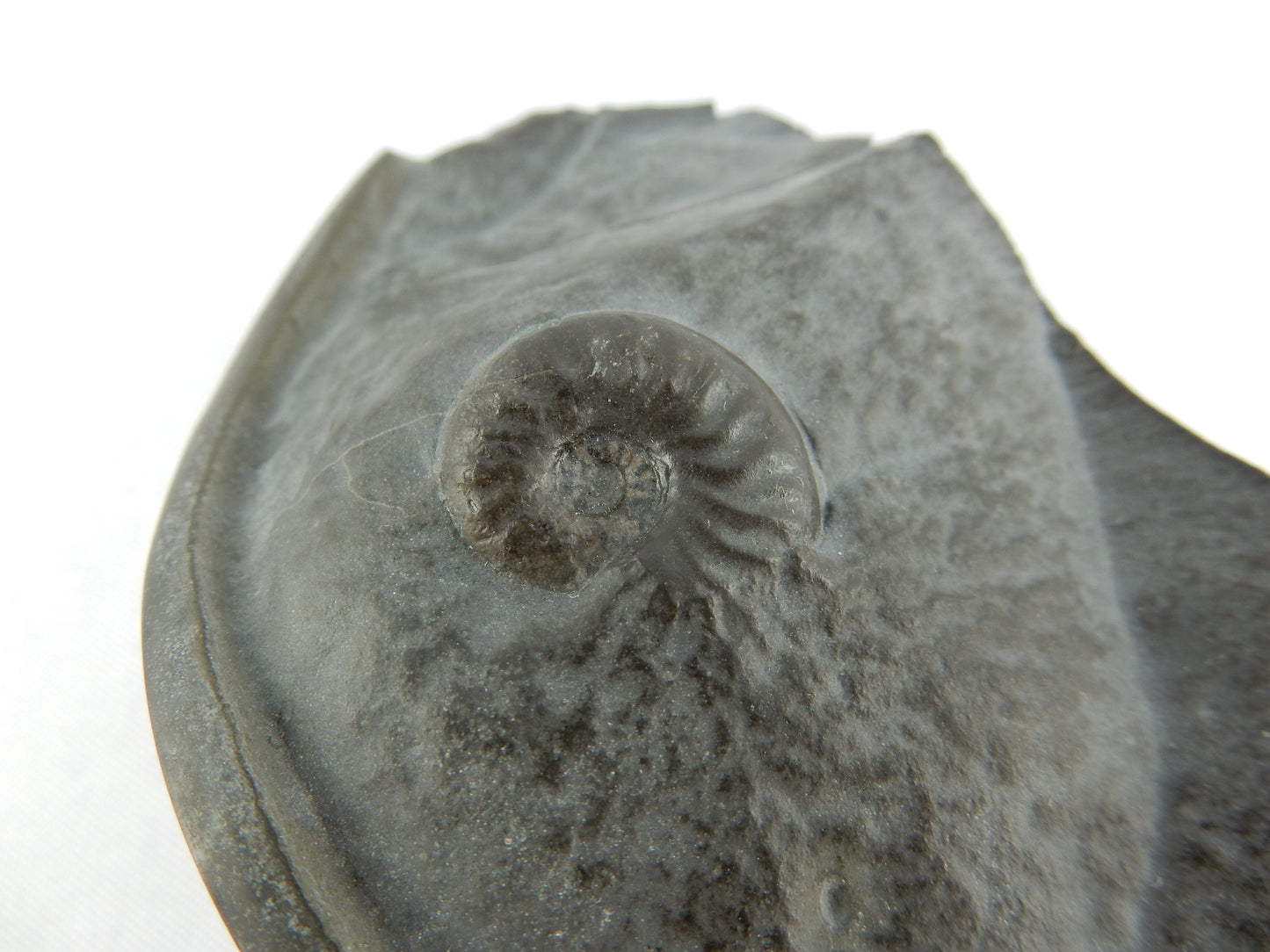 Ammonite Pyrite "Cannonball"