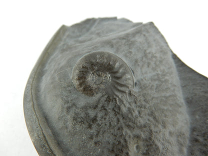Ammonite Pyrite "Cannonball"