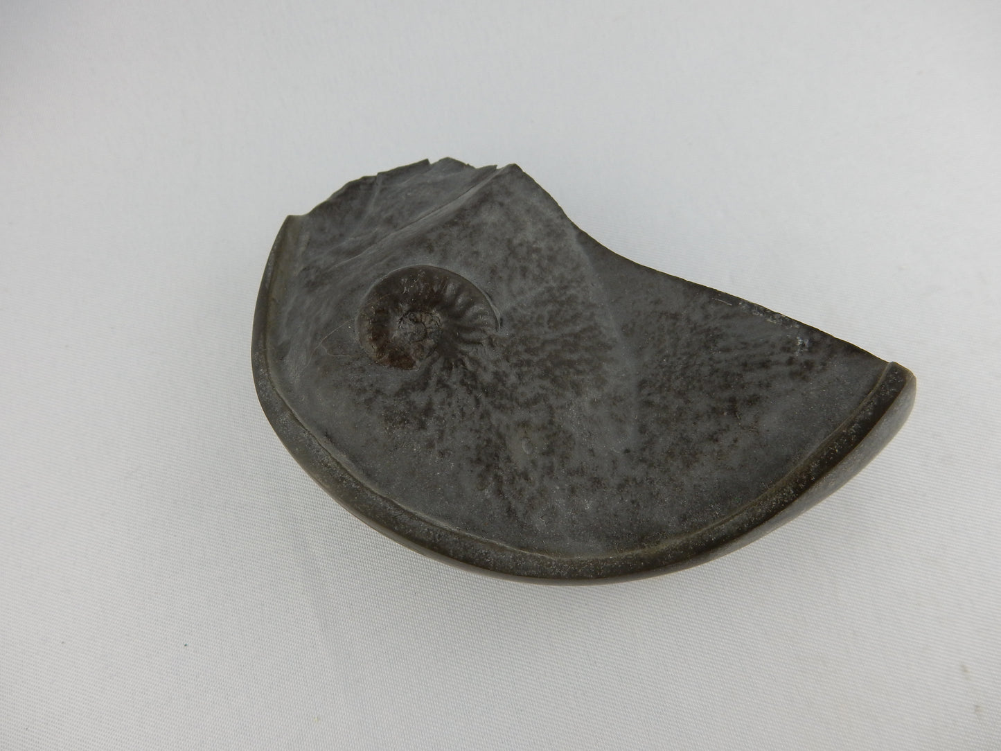 Ammonite Pyrite "Cannonball"