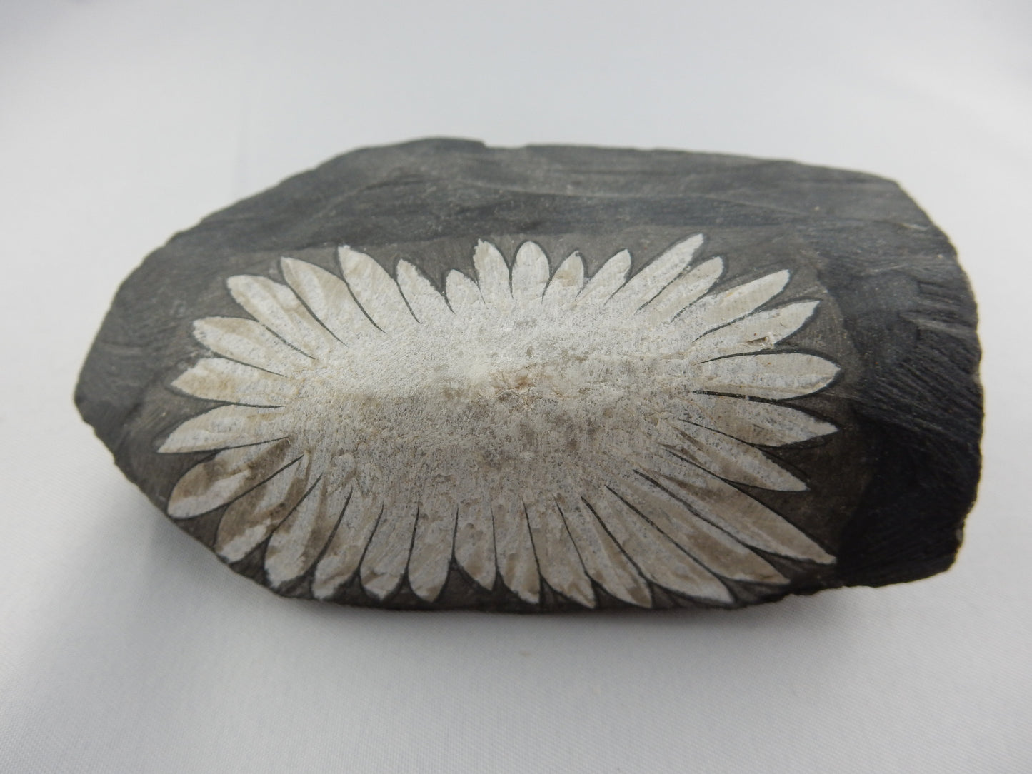 Chrysanthemum stone - a natural crystal of celestine-calcite
