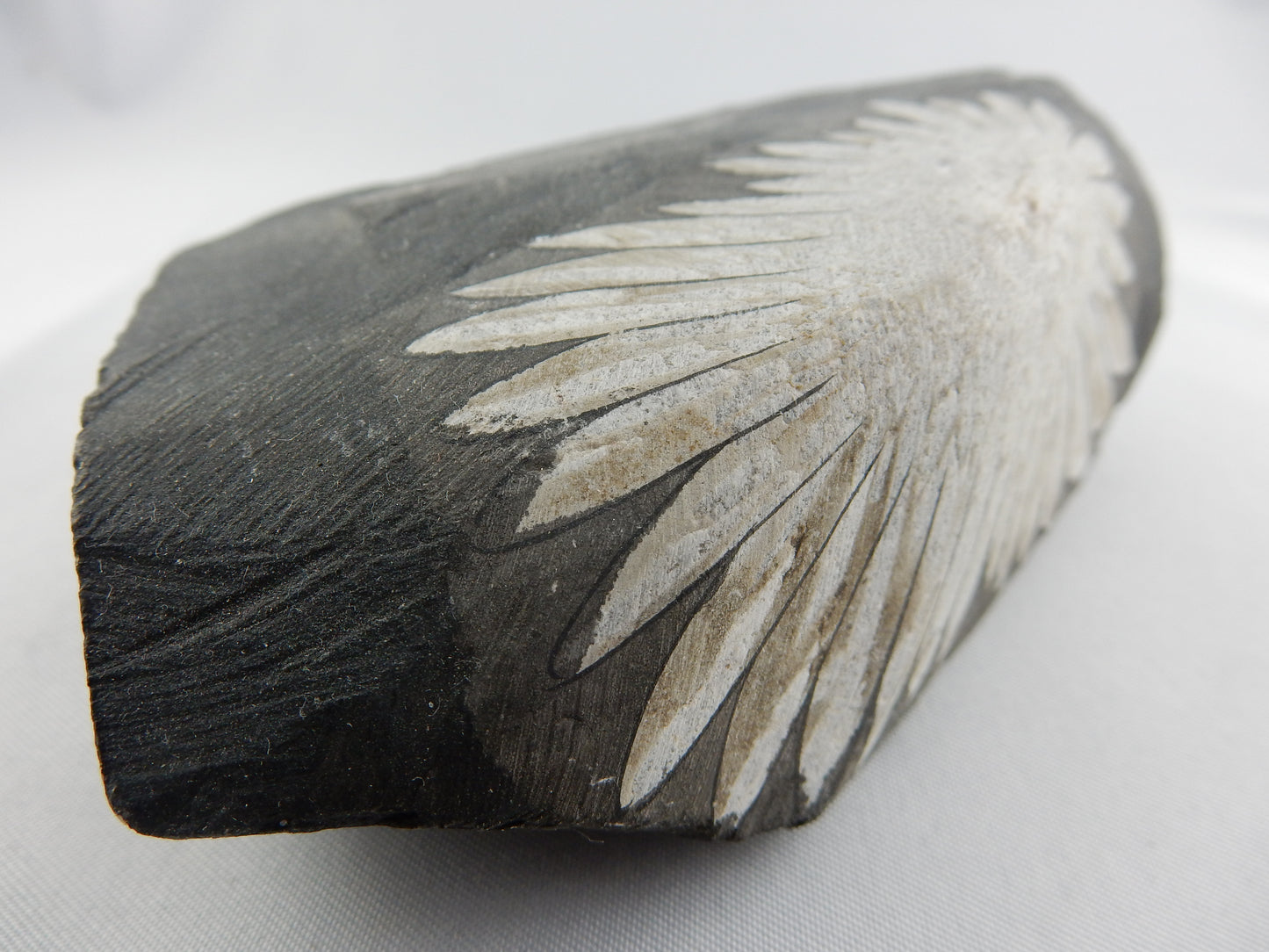 Chrysanthemum Stone