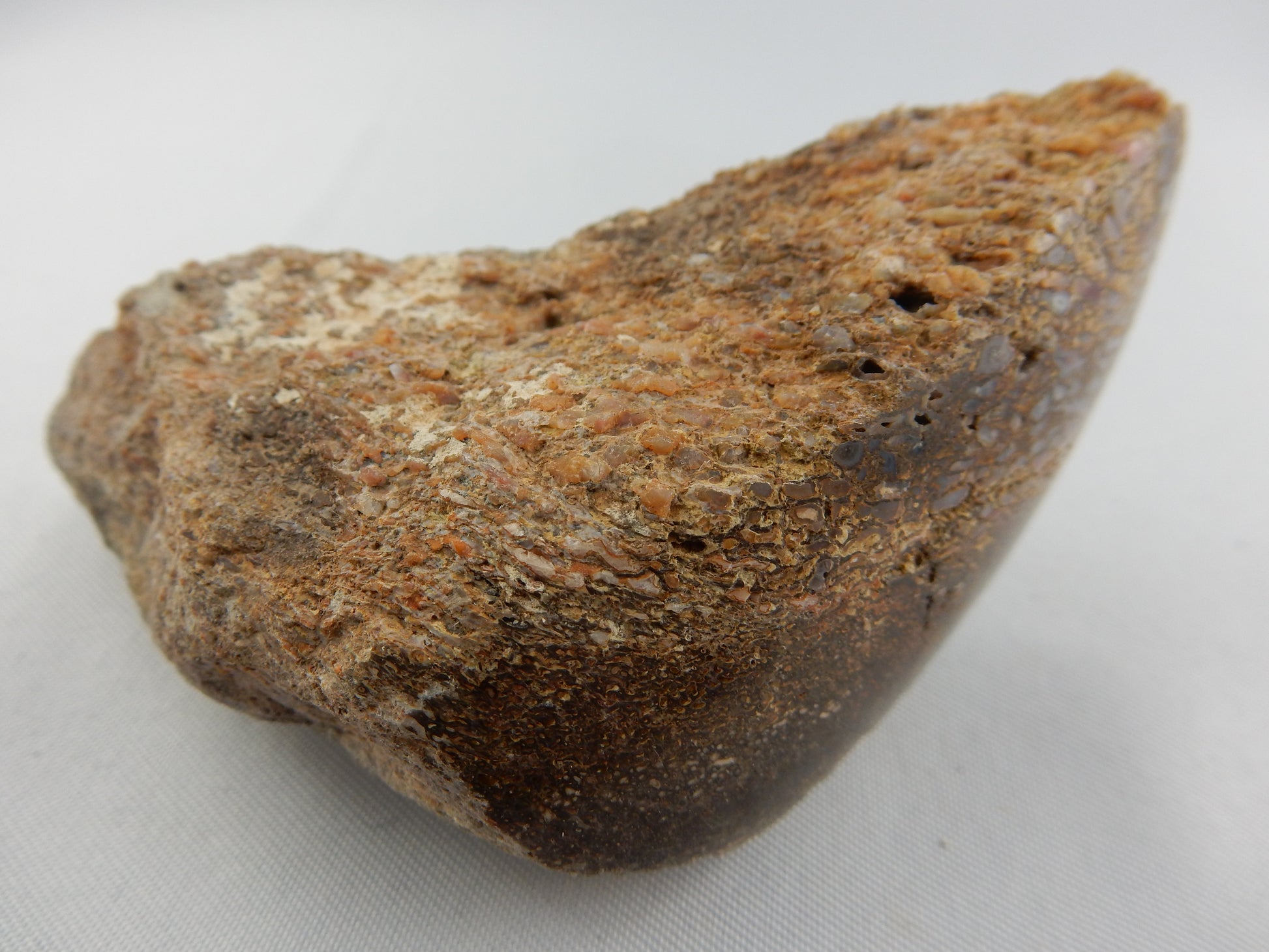 dinosaur bone - Morrison Formation, Jurassic (150myo), probably Hadrosaur, polished face to see cell structure