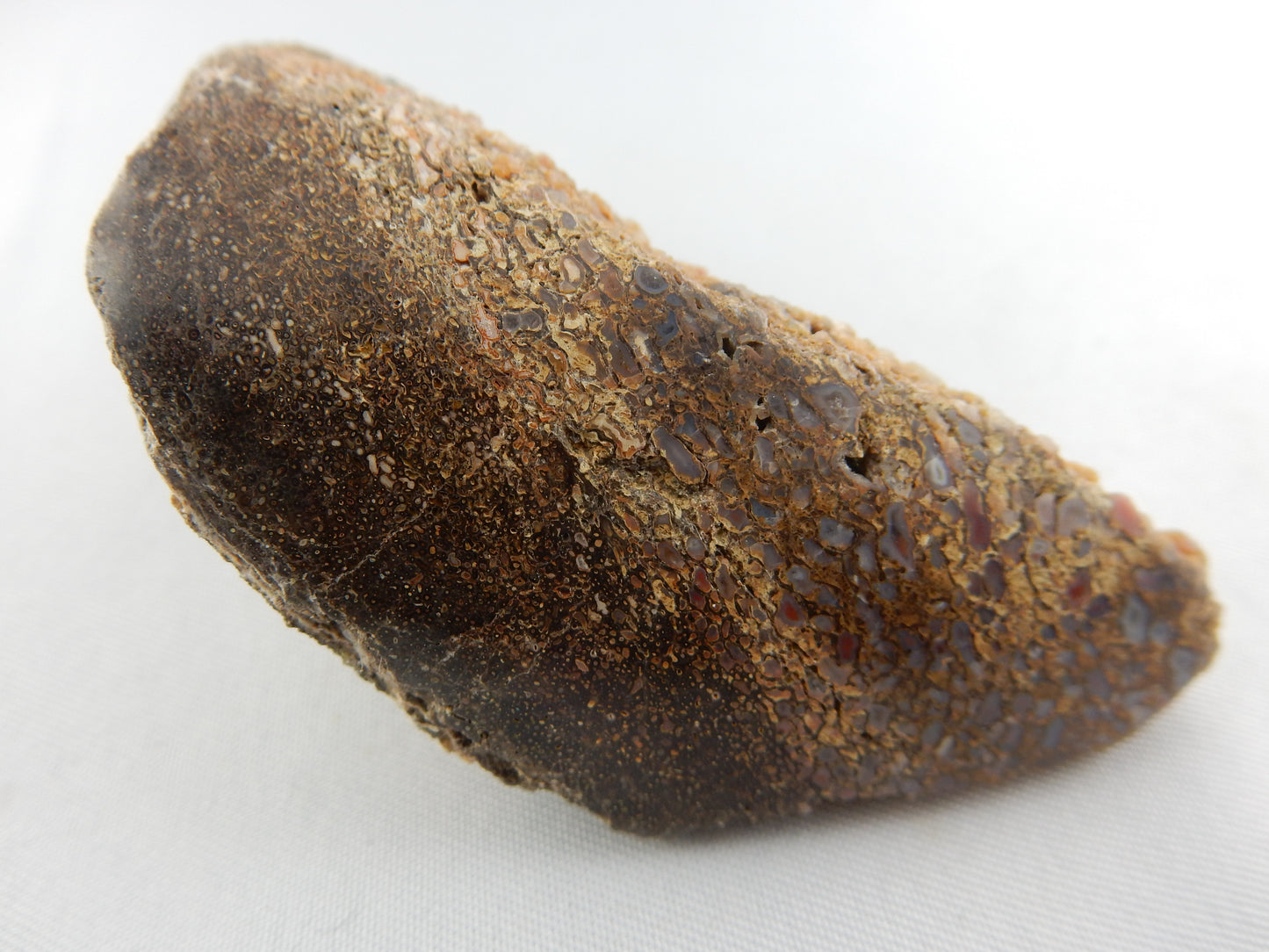 Dinosaur Bone (polished face)