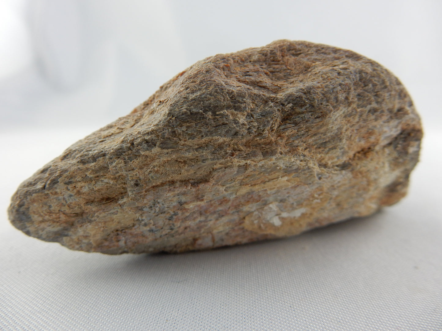 Dinosaur Bone (polished face)