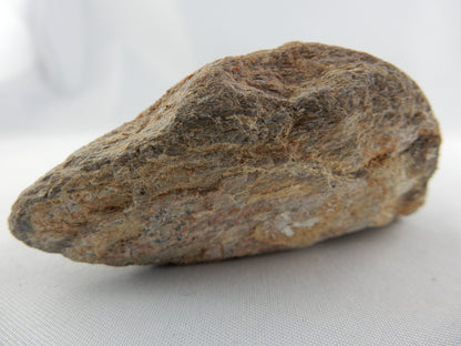 Dinosaur Bone (polished face)