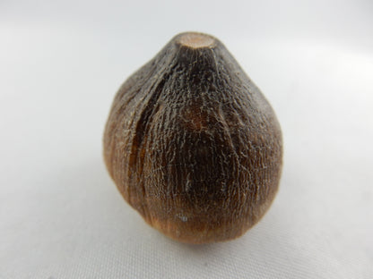 Globidens dinosaur (mosasaur-type), Cretaceous (80myo), alligator-like single tooth