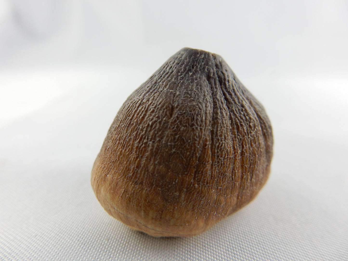 Dinosaur Tooth Globidens