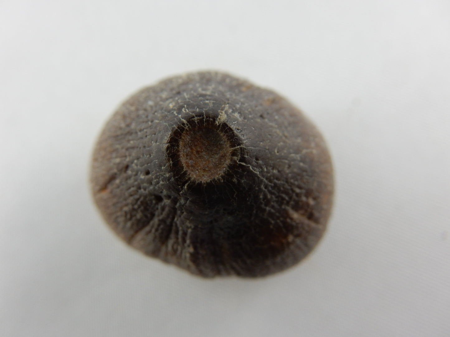 Dinosaur Tooth Globidens