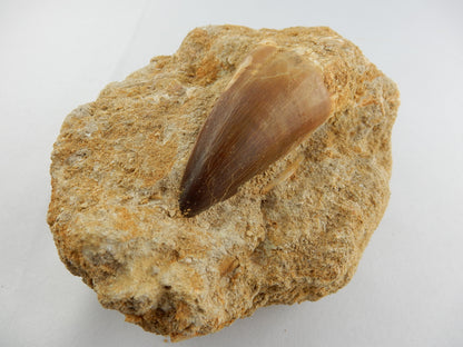 Dinosaur Tooth Mosasaur