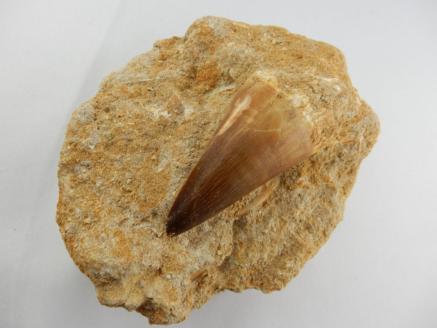 Dinosaur Tooth Mosasaur