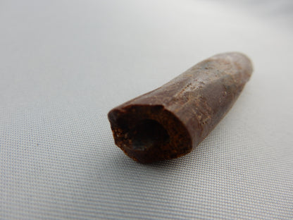 Dinosaur Tooth Rebbachisaurus