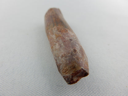 Dinosaur Tooth Rebbachisaurus