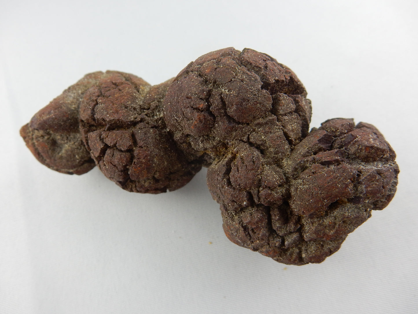 Coprolite - fossil turtle-like dino poop - Eocene age 40myo