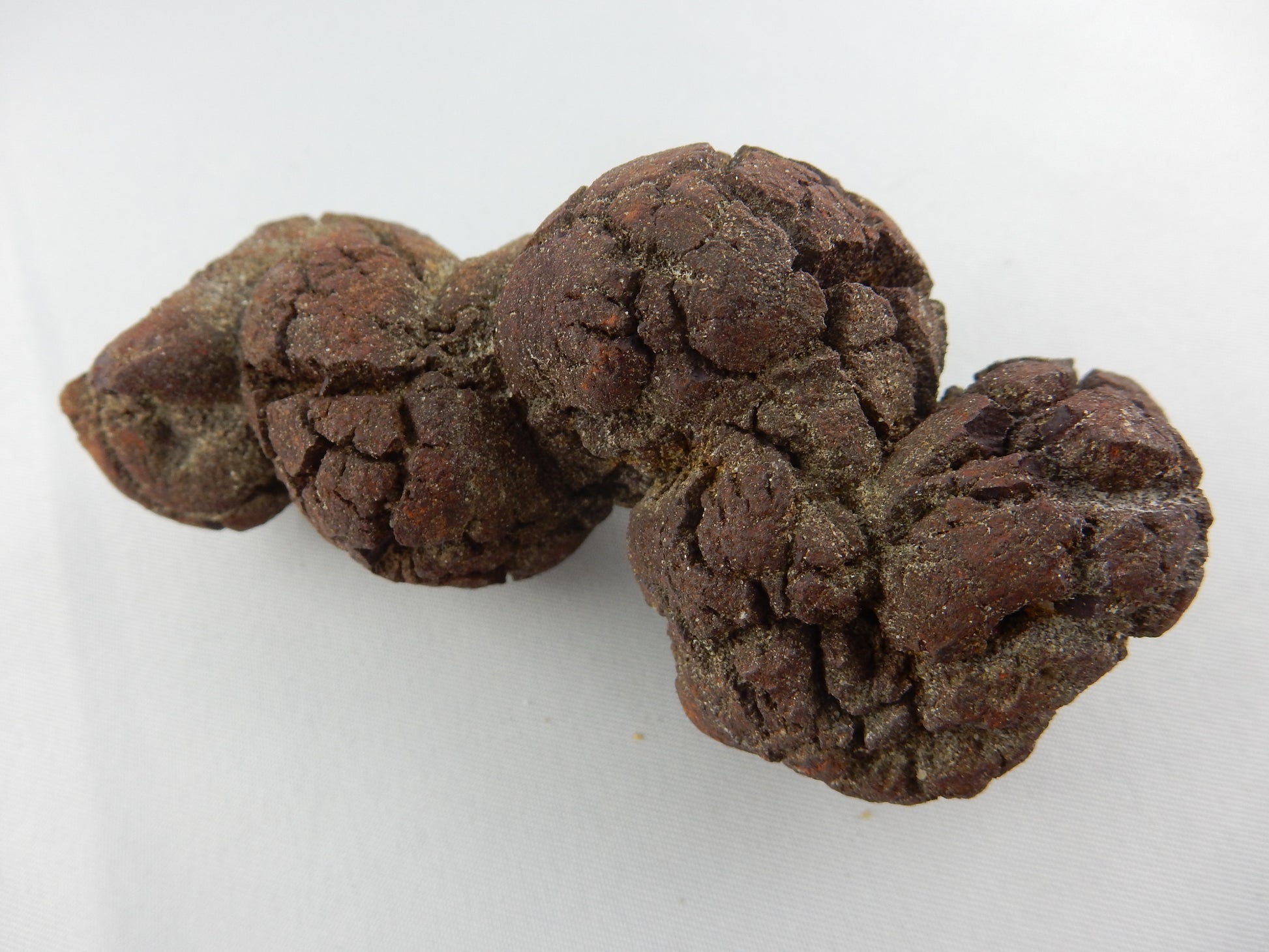 Coprolite - fossil turtle-like dino poop - Eocene age 40myo