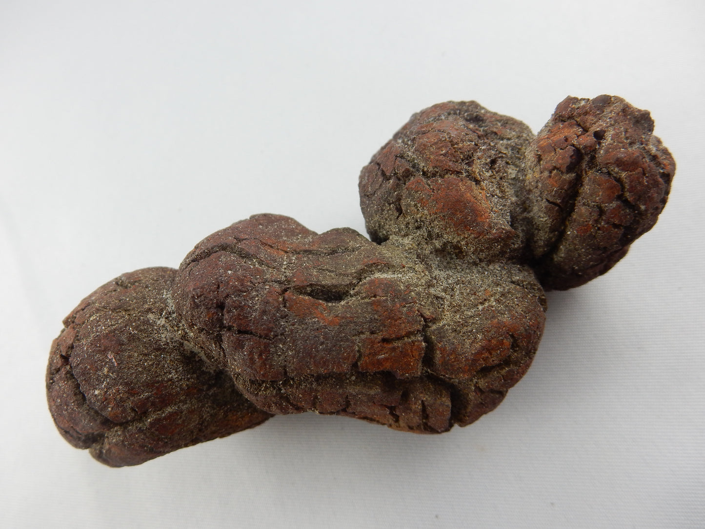Coprolite (Turtle Dino poop)