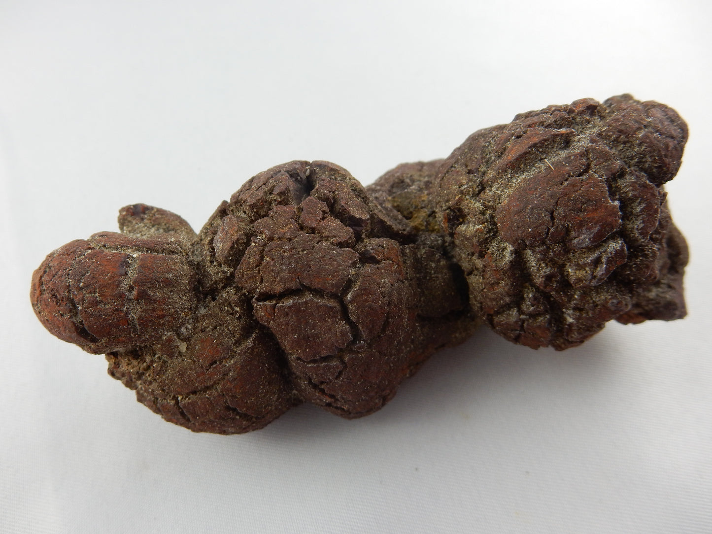 Coprolite (Turtle Dino poop)