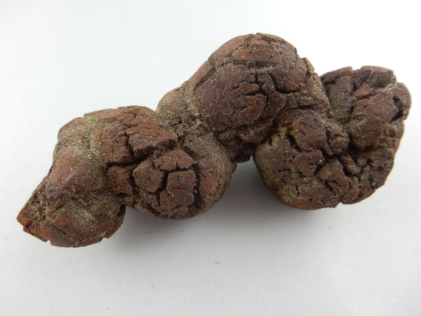Coprolite (Turtle Dino poop)