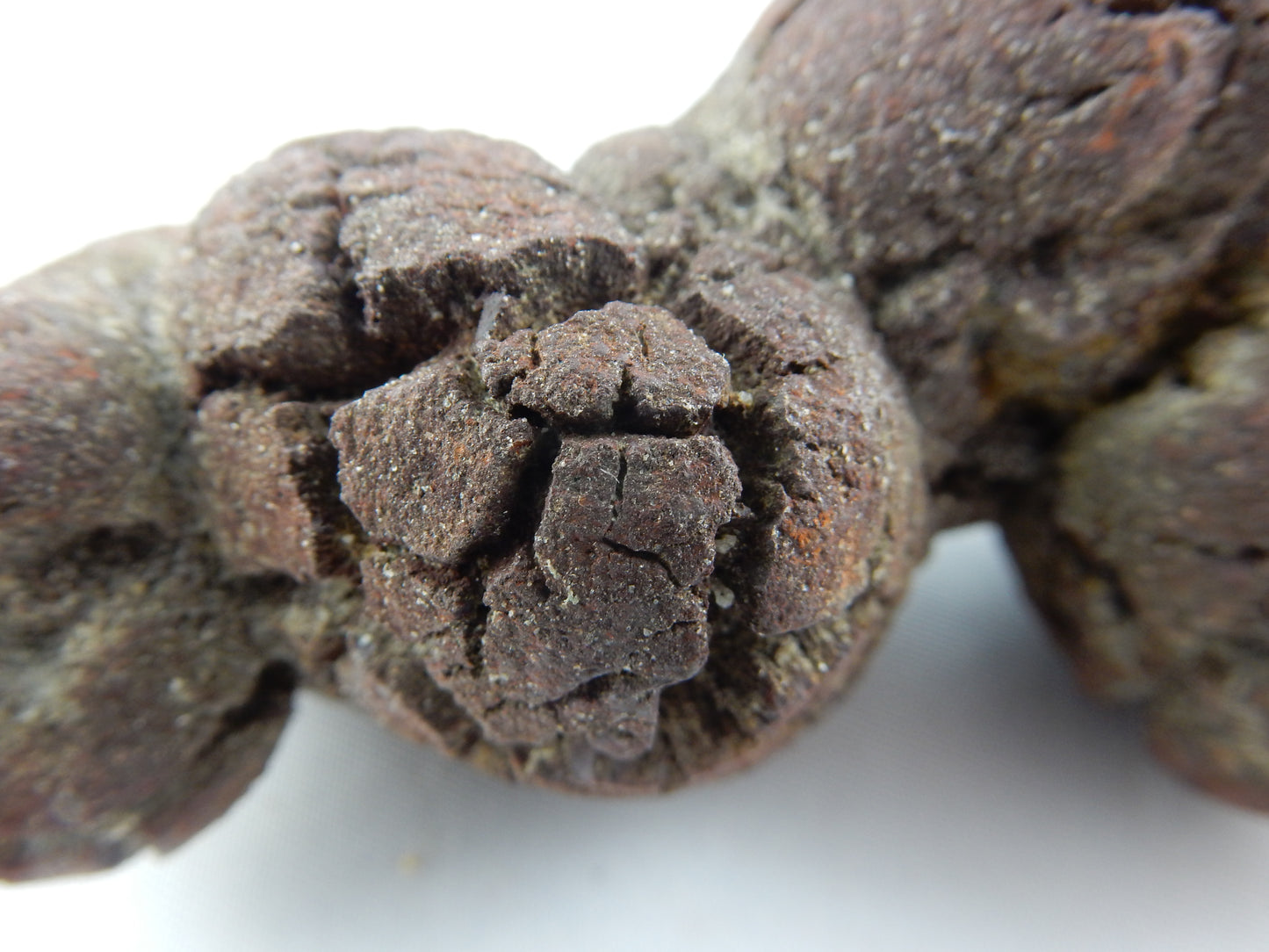 Coprolite (Turtle Dino poop)