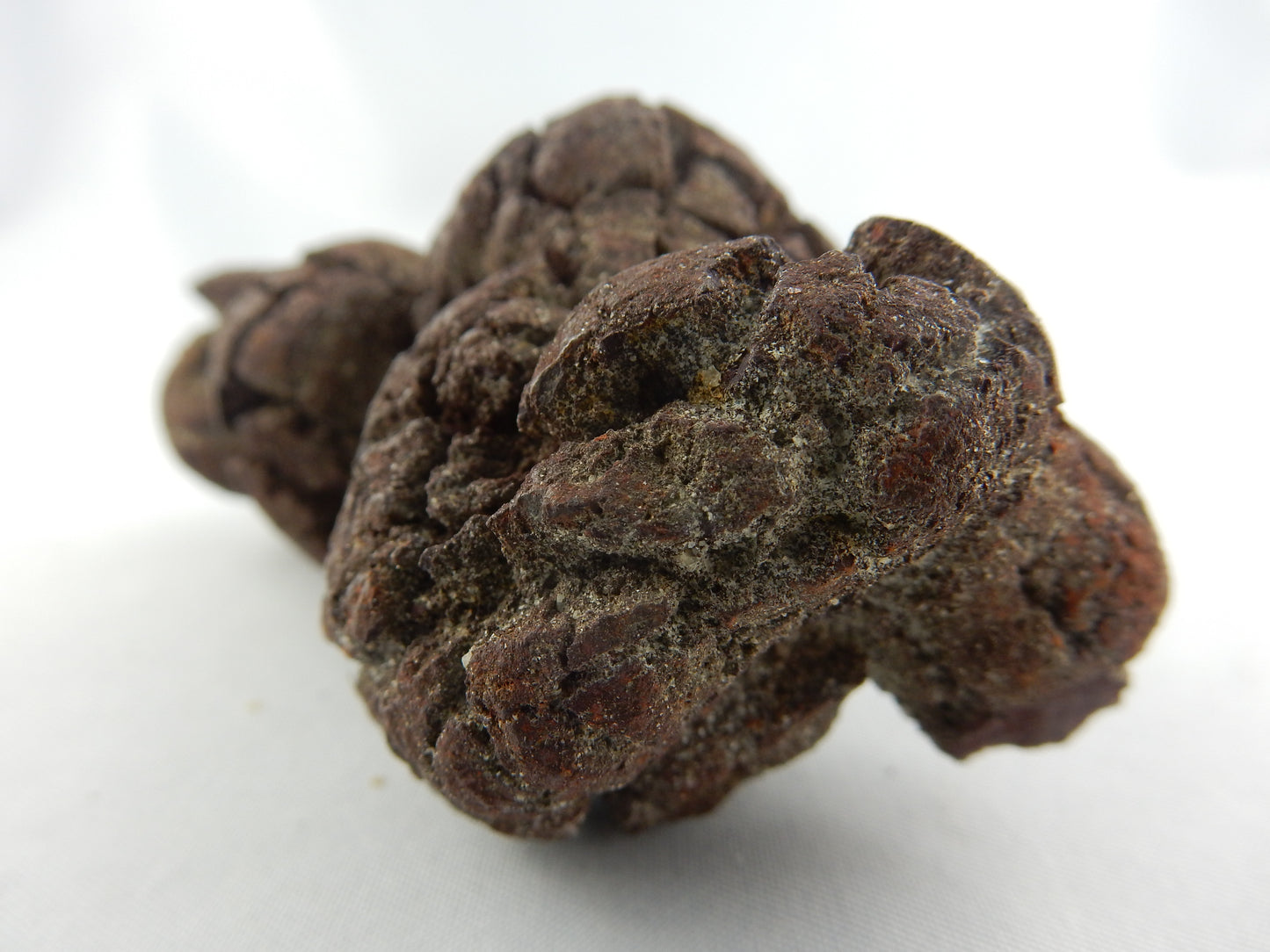Coprolite (Turtle Dino poop)