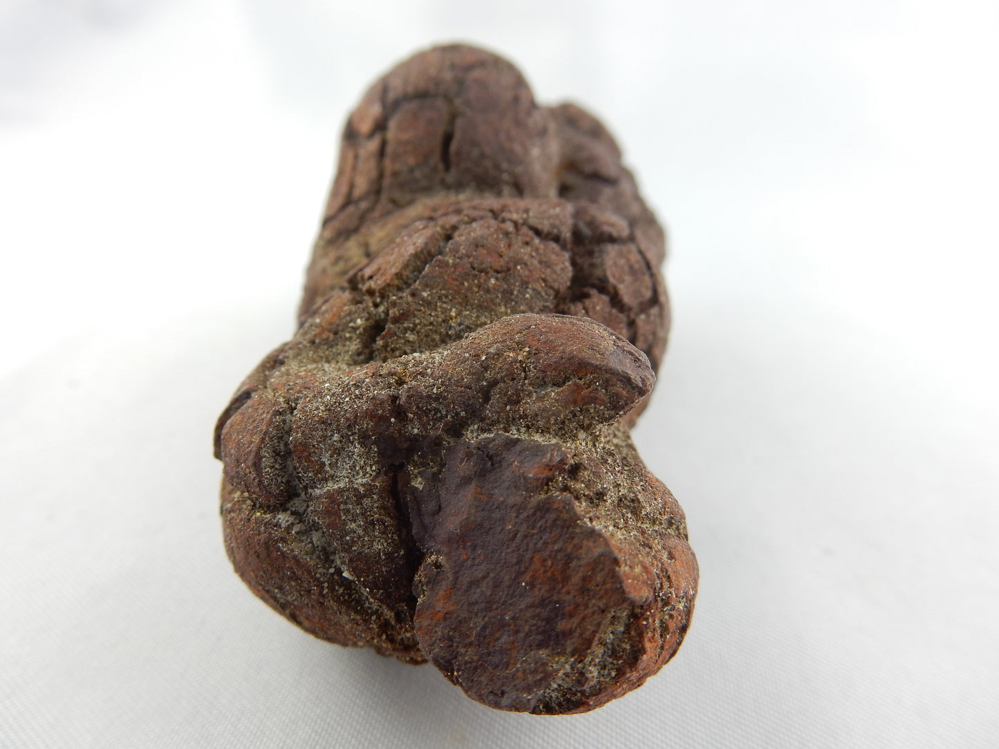 Coprolite (Turtle Dino poop)