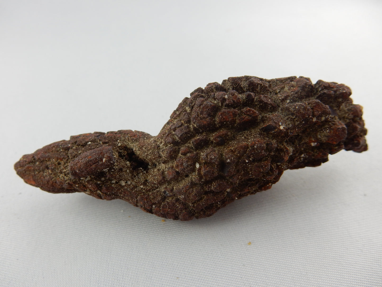 Coprolite - fossil turtle-like dino poop - Eocene age 40myo