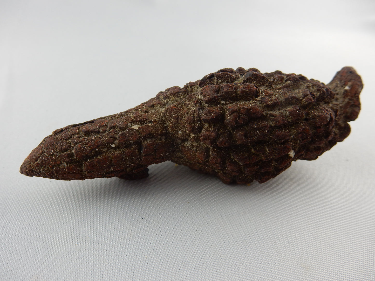 Coprolite (Turtle Dino poop)