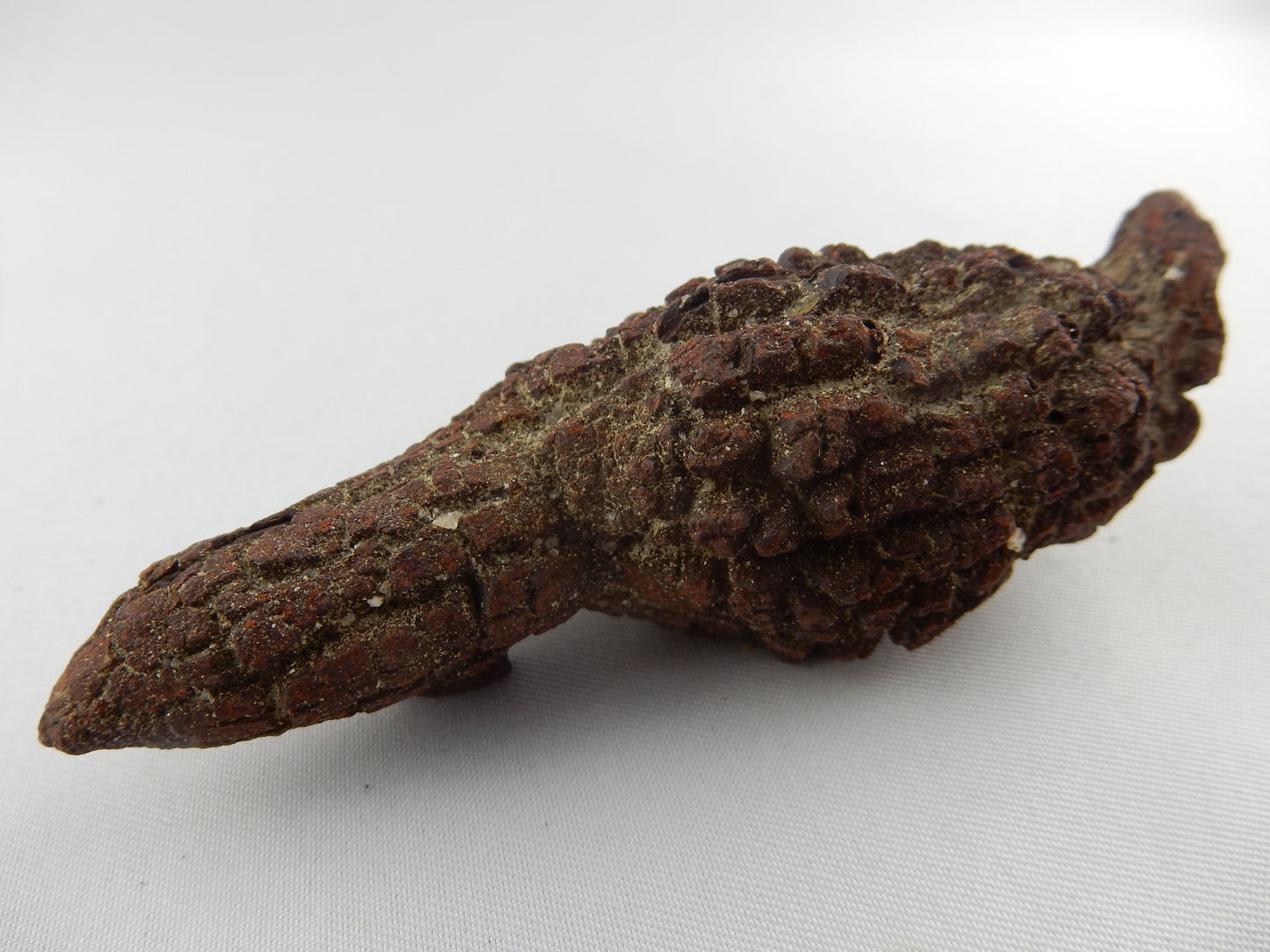 Coprolite (Turtle Dino poop)