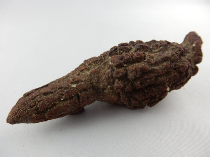 Coprolite (Turtle Dino poop)