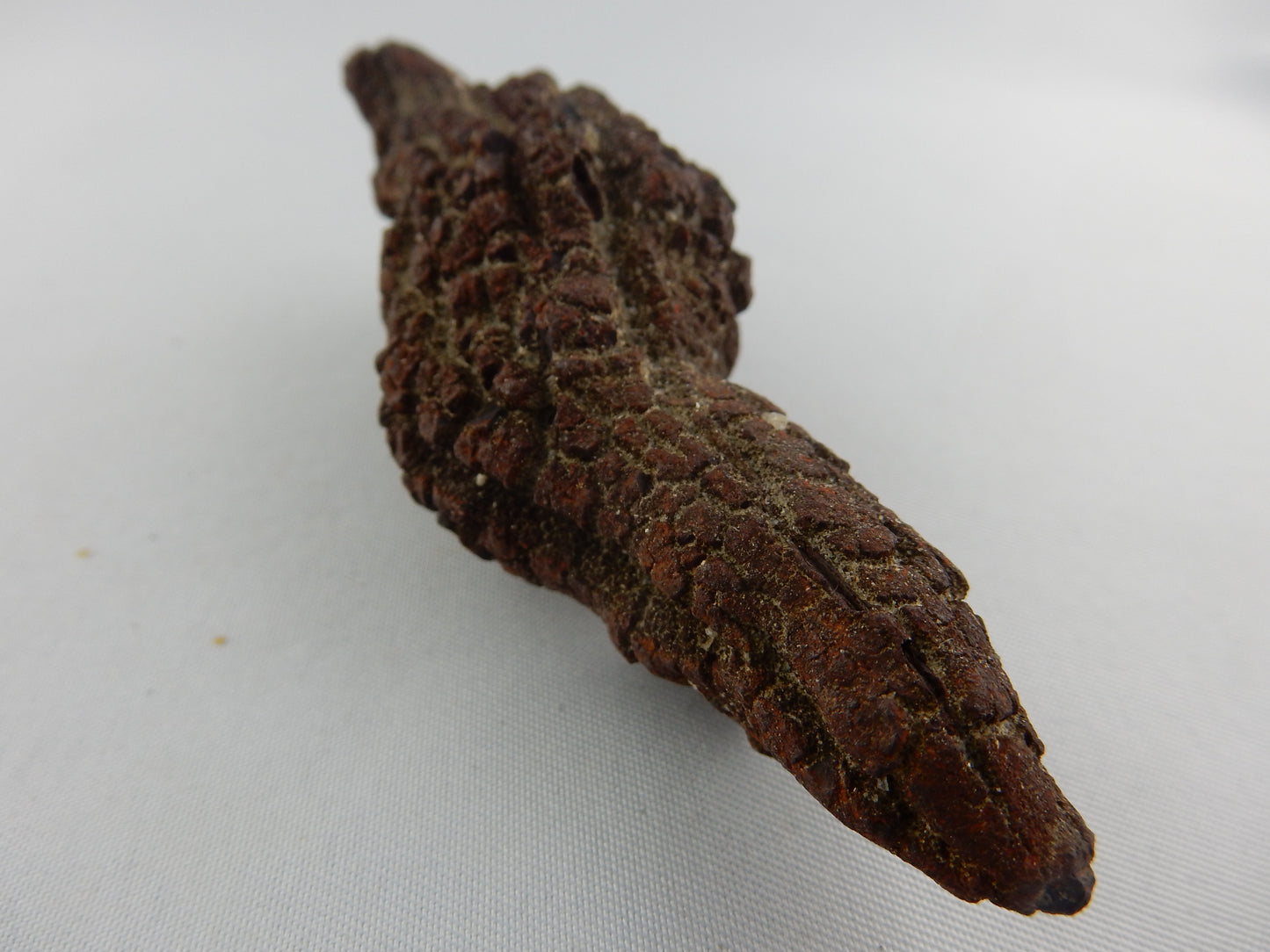 Coprolite (Turtle Dino poop)