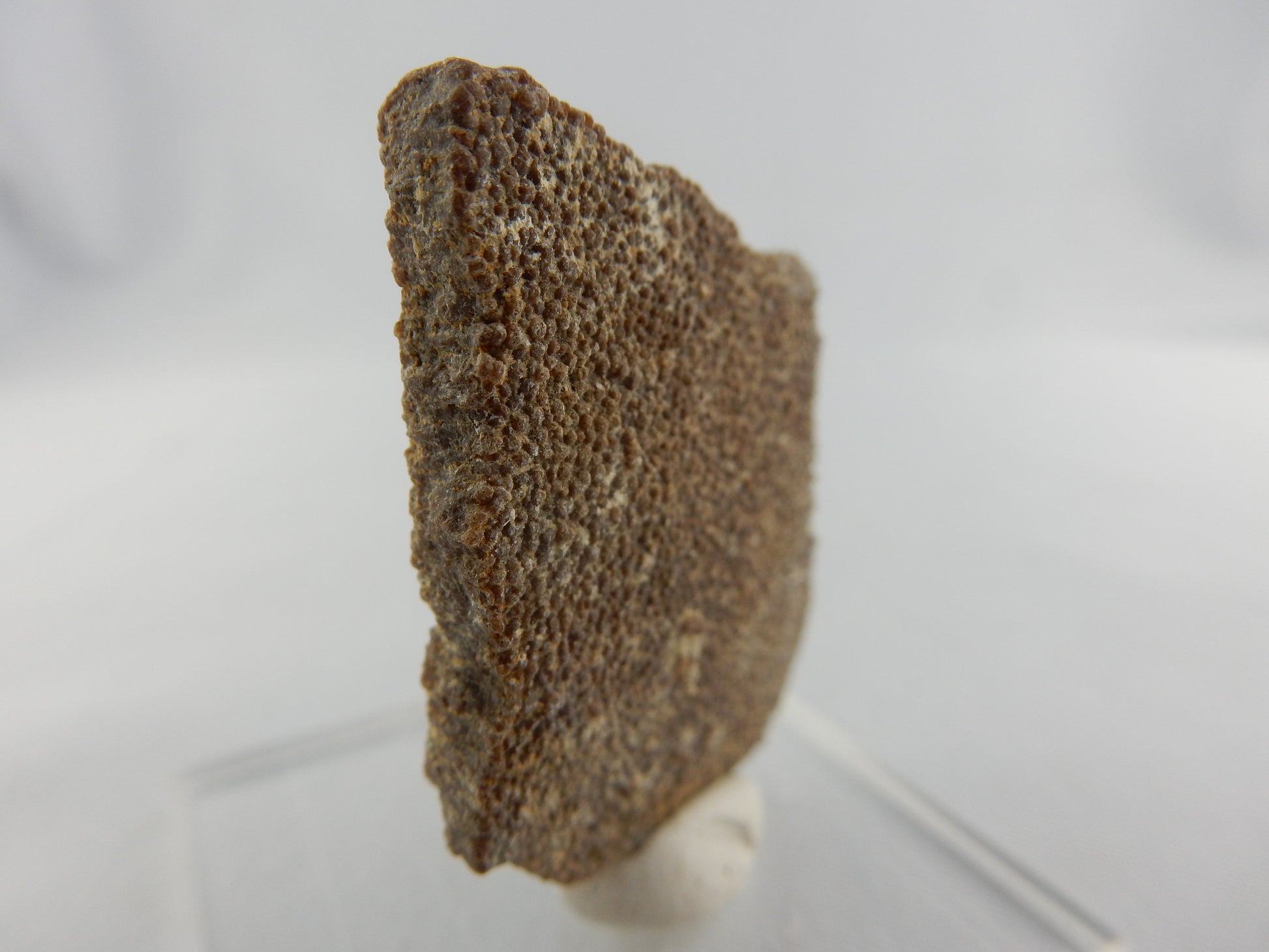 Dinosaur Egg Shell - Cretaceous 100 myo - Titanosauridae 10-12m long - whole egg would have been some 30-40cm in diameter