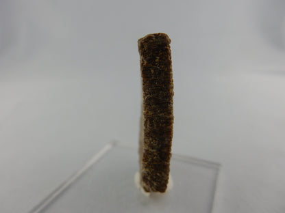 Dinosaur Egg Shell - Titanosauridae
