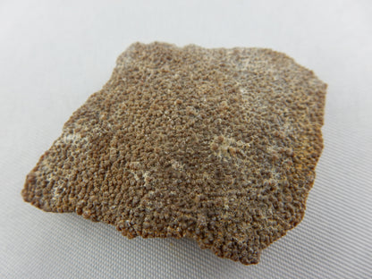 Dinosaur Egg Shell - Titanosauridae