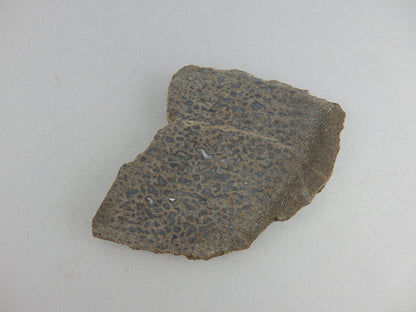 Great visible cellular structure of Dino Bone from Utah - as specimen for study or polishes up nice for jewelry