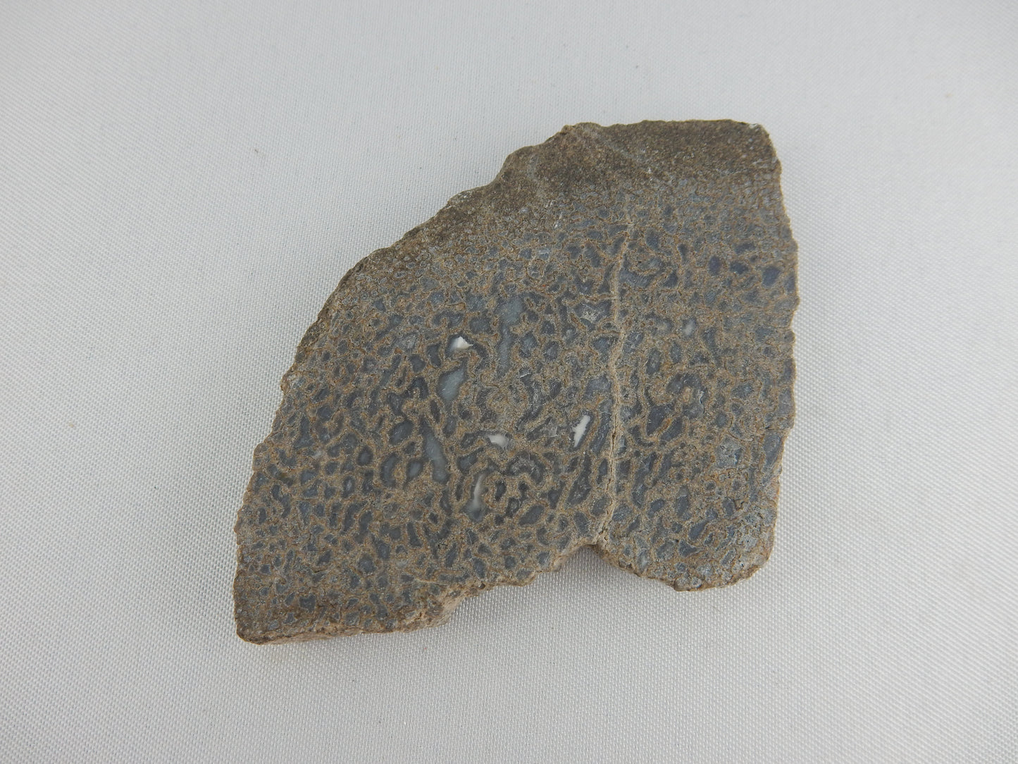Dinosaur Bone Slab
