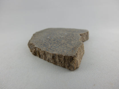 Dinosaur Bone Slab