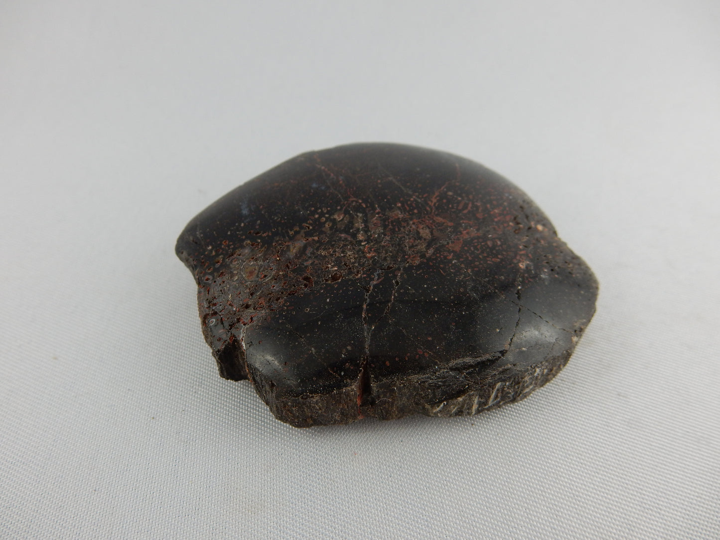 Excellent specimen of visible cellular structure of Dino Bone (probably Hadrosaur) from Utah - end polished and rest natural