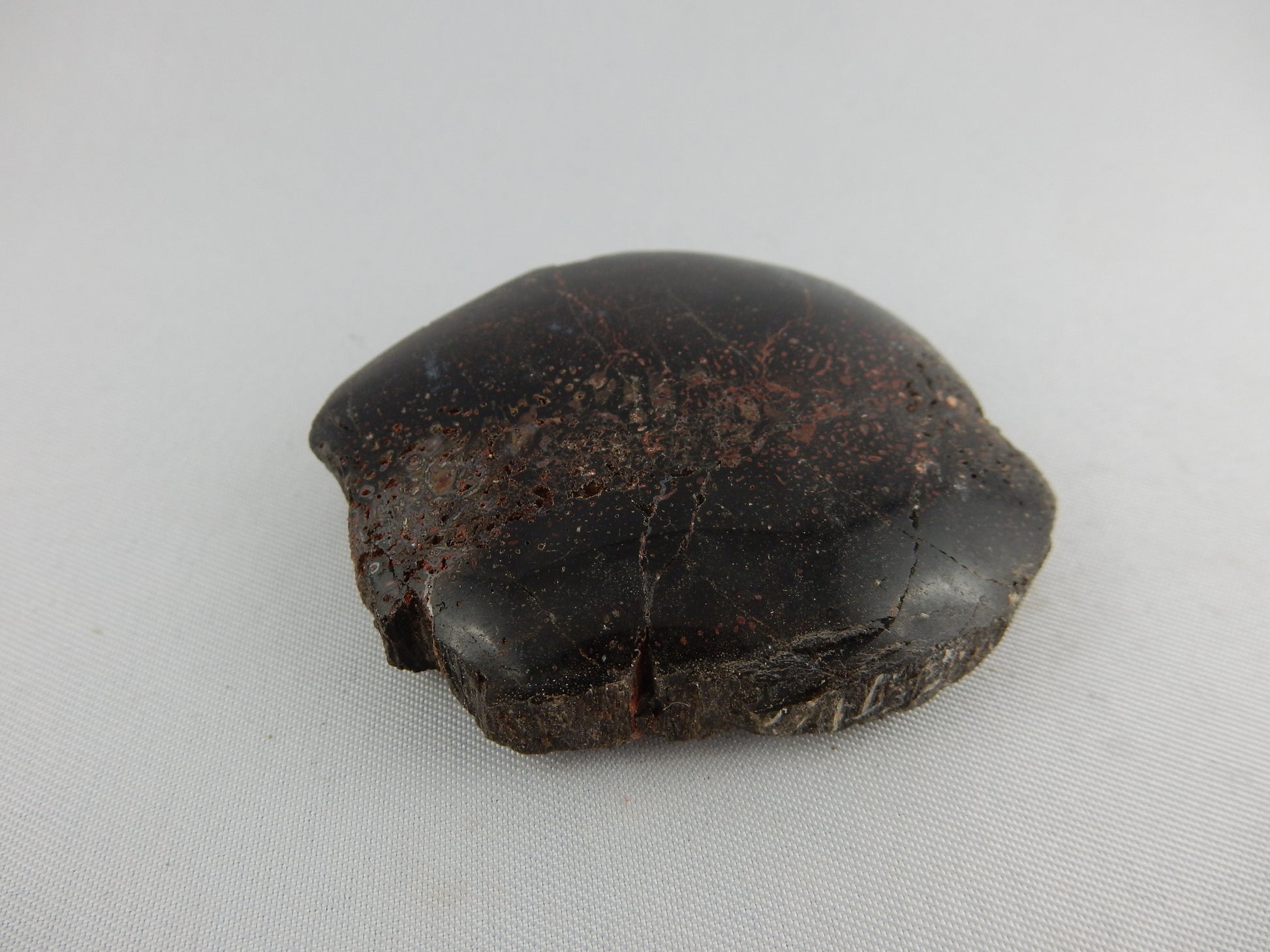 Excellent specimen of visible cellular structure of Dino Bone (probably Hadrosaur) from Utah - end polished and rest natural