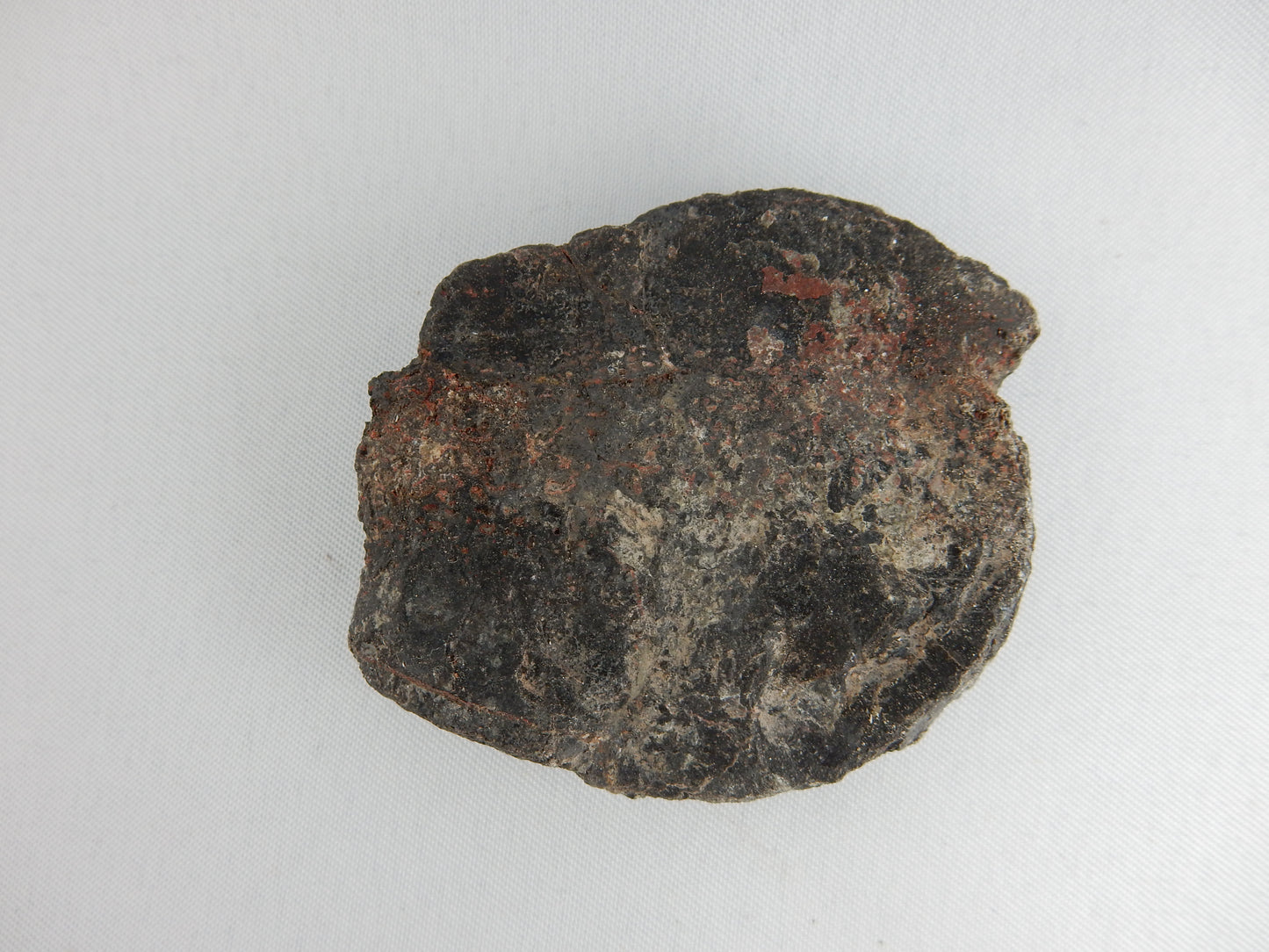 Dinosaur Bone Slab polished