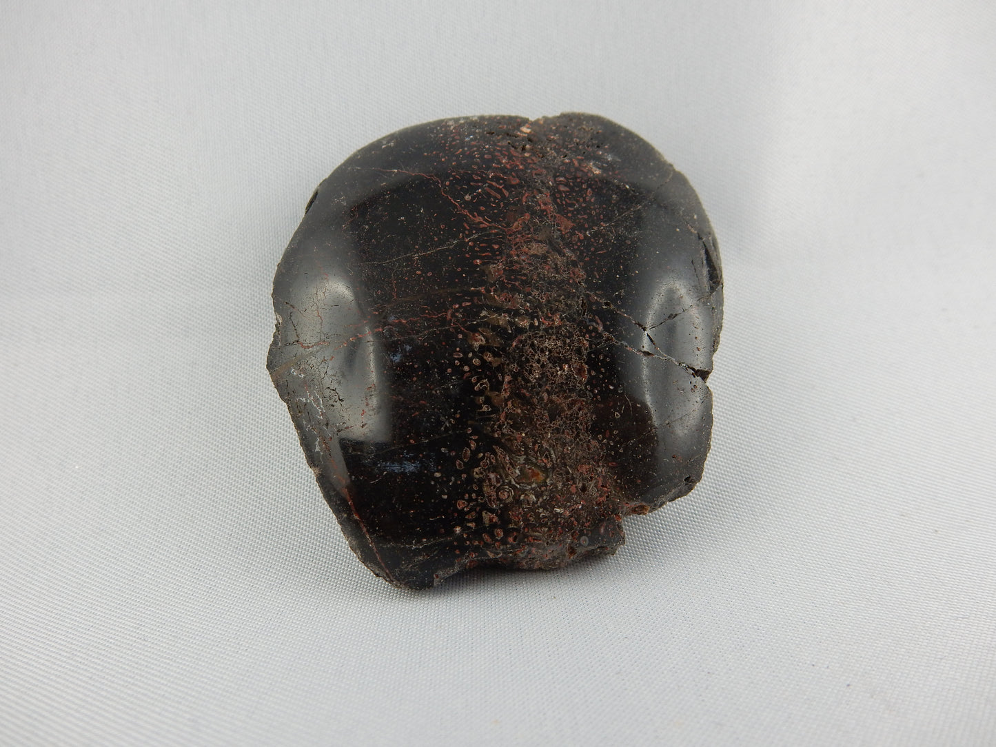 Dinosaur Bone Slab polished