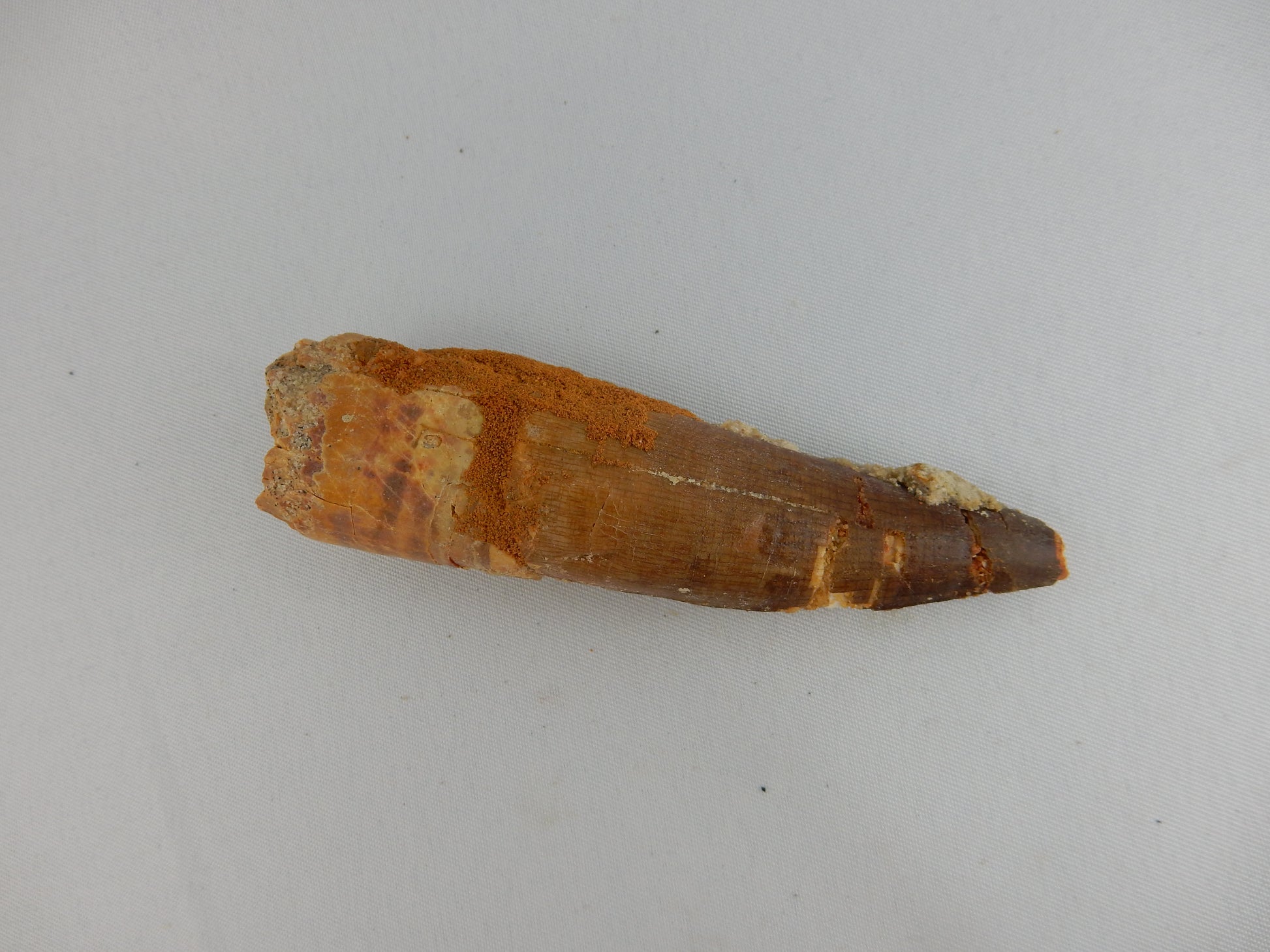 Meat-eater mean Dino Tooth - imagine a jaw-full of these on your leg