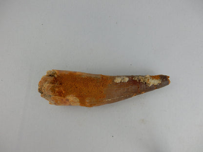 Dinosaur Tooth Spinosaur