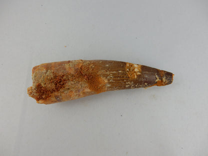 Dinosaur Tooth Spinosaur