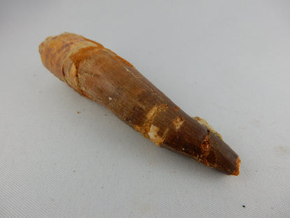 Dinosaur Tooth Spinosaur