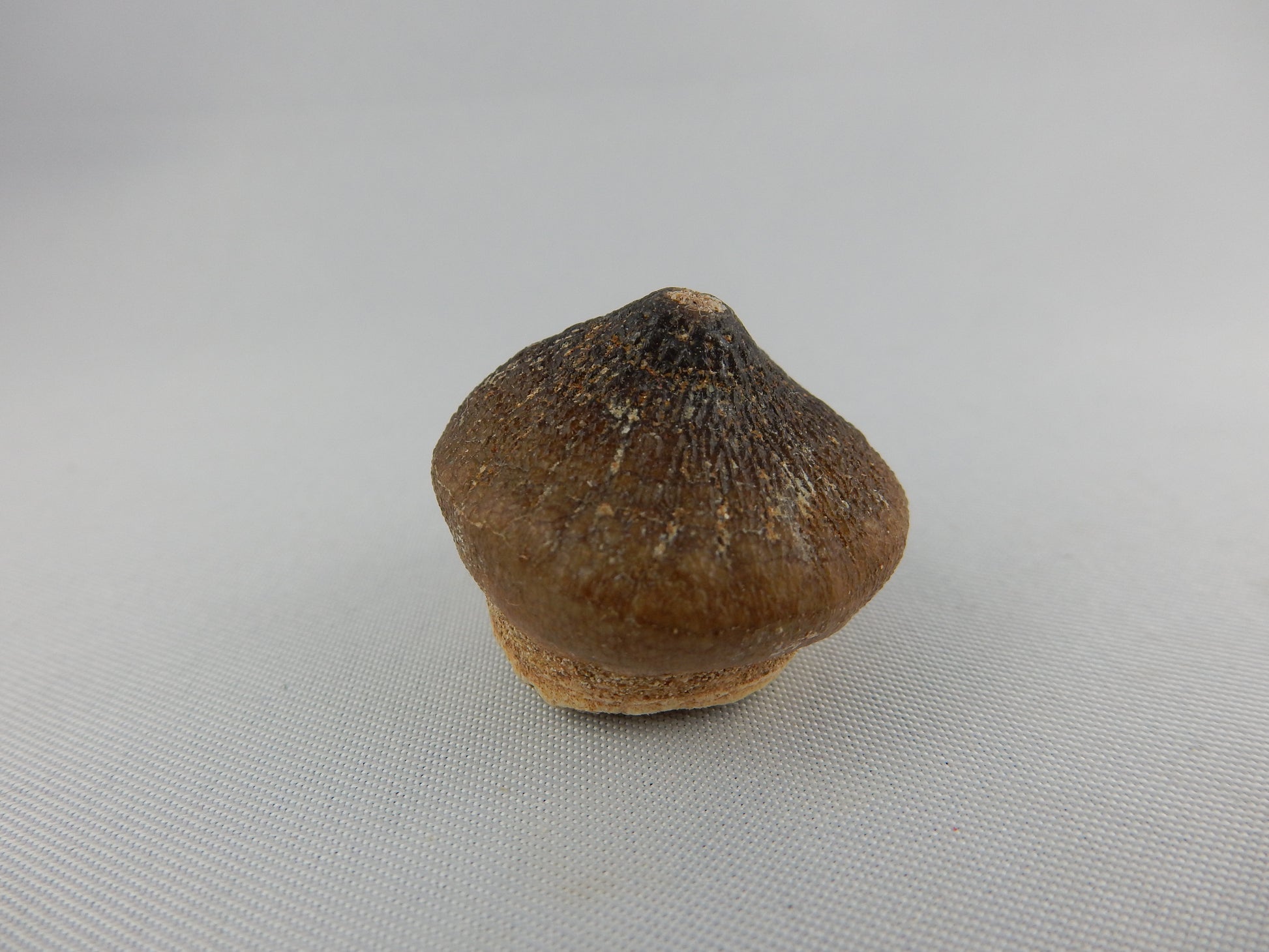 Cool tooth of alligator-like mosasaur