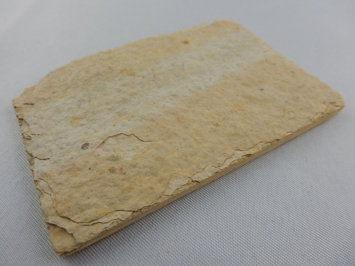 Fish Fossil - Knightia Eocaena