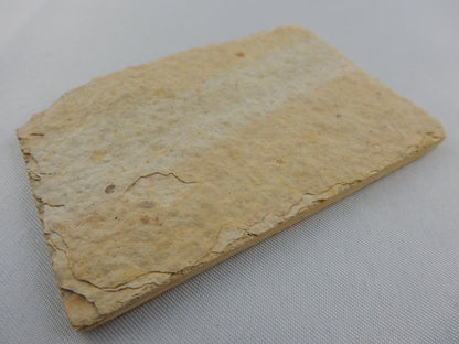 Fish Fossil - Knightia Eocaena